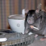 Weird Screen Glitch Hypixel Minecraft Server And Maps