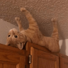 Catstaboli