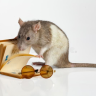 ReadingRat