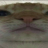 Xen0x1